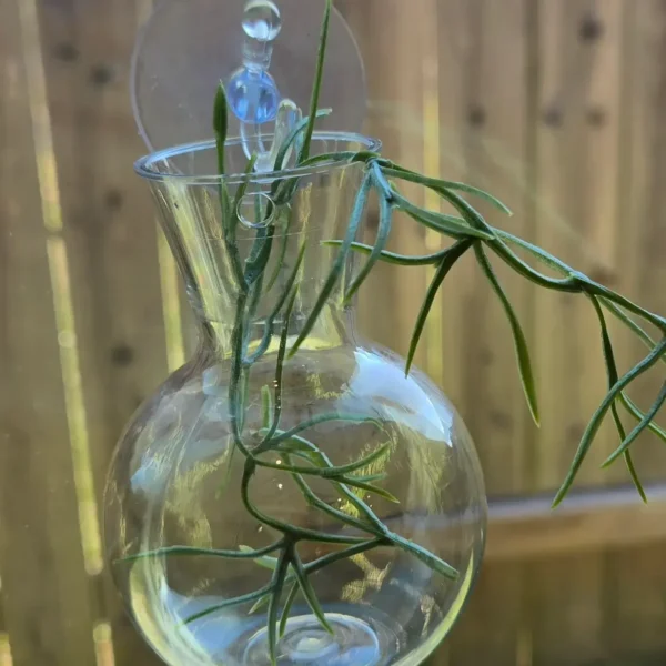 window suction mini vase