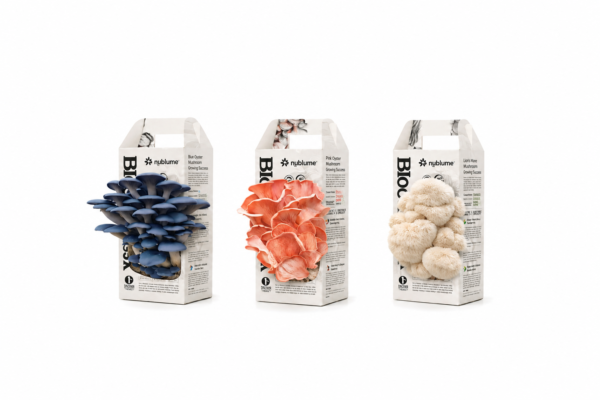 edible mushrooms kit
