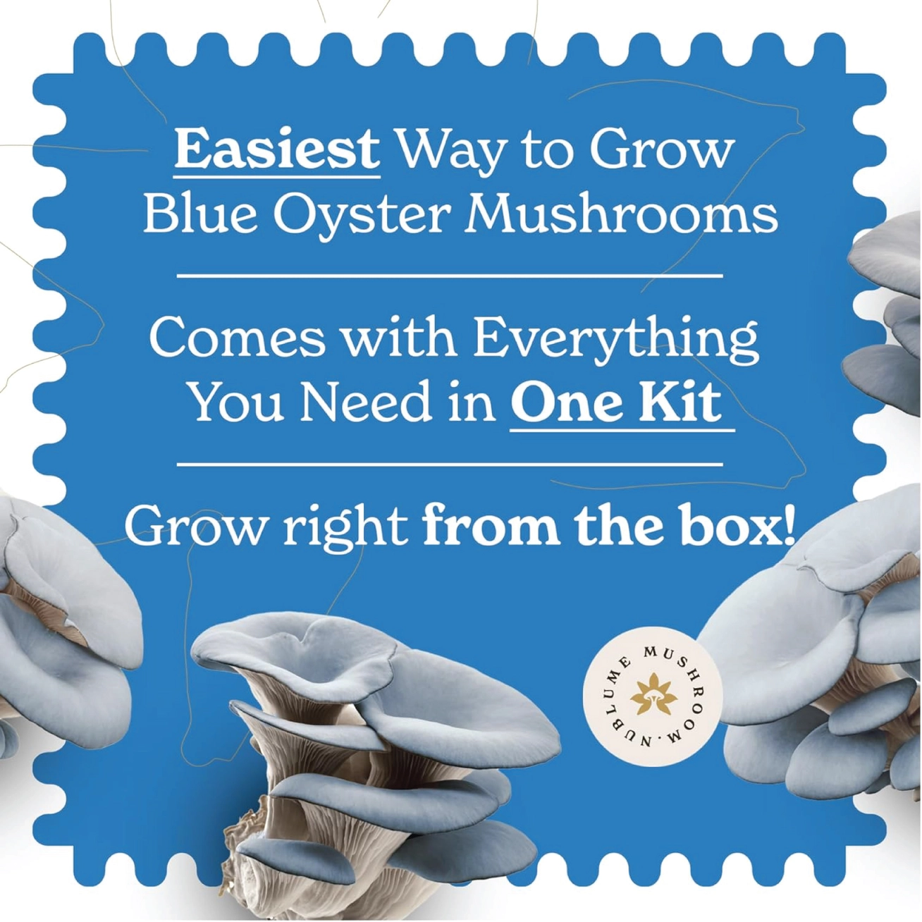 edible mushrooms kit - Image 2