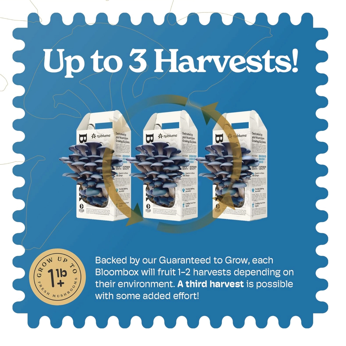 edible mushrooms kit - Image 5